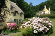 Selworthy Green (National Trust), Porlock, Exmoor National Park