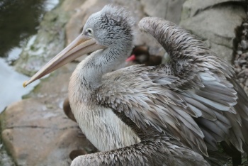 Exmoor Zoo, Combe Martin, Exmoor National Park